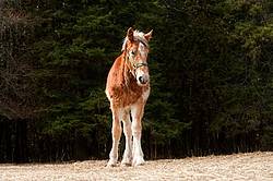 Yearling Belgian Draft Horse