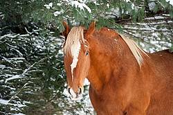 Horse standing in snow under trees. 