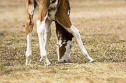 Young Paint foal