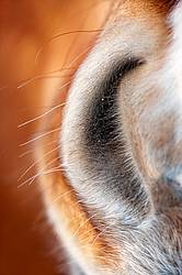Close-up photo of horse nostril