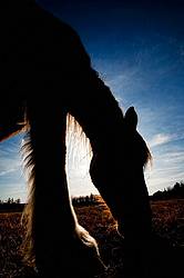 Grazing horse in evening light
