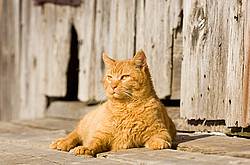 Orange cat laying in front of barn