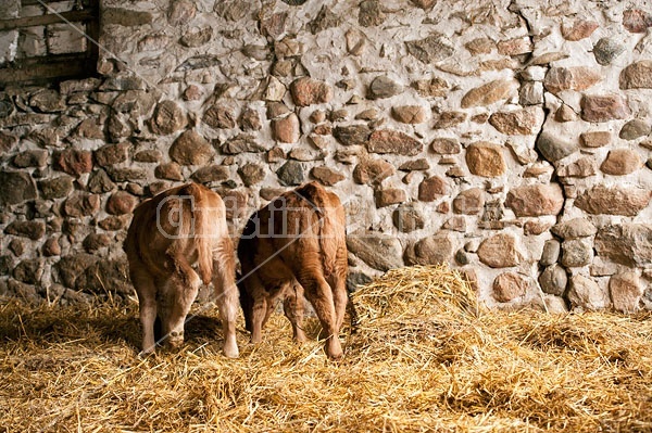 Twin Beef calves