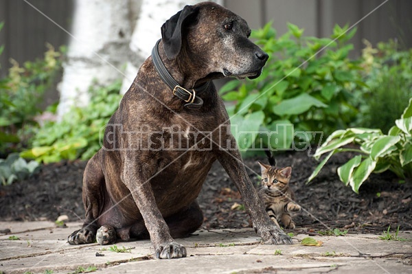 Young kitten and big dog meet for the first time. Kitten backs away slowly