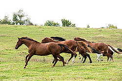 Horses galloping in field