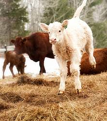Young Charolais Beef Calf