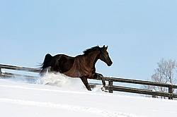 Dark bay Hanoverian horse galloping through deep snow