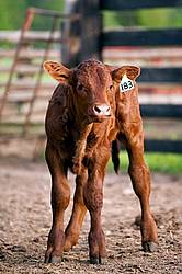 Baby Beef Calf