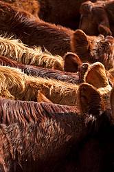 Closeup of beef cows