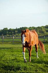 quarter horse on summer pasture