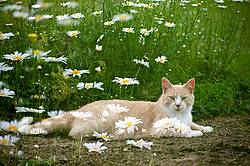 Photo of orange cat with daisies