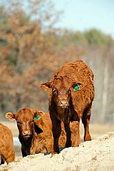 Young Beef calf