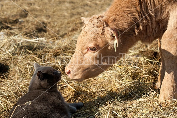Baby Beef Calf and Barn Cat