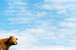 Portrait of a beef heifer set against a big sky