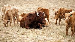 One Beef Cow With Babies