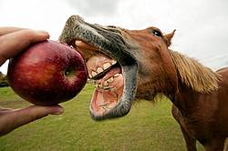 Horse eating apple 