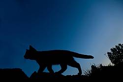 Silhouette photo of a cat