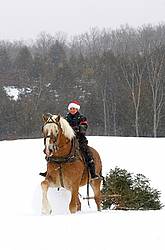 Woman riding a harnessed Belgian stallion pulling a Christmas tree.