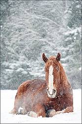Belgian draft horse laying down in snow