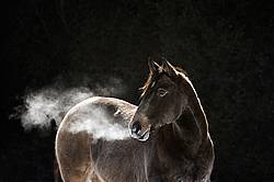 Portrait of horse in the winter