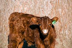 Beef calf portrait