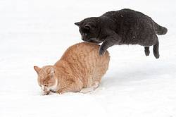 Two cats playing in the snow