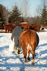 Cow following farmer carrying pails of oats