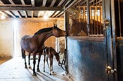 Mare and newborn foal loose in barn aisle