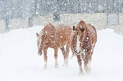 Belgian draft horses in snow storm