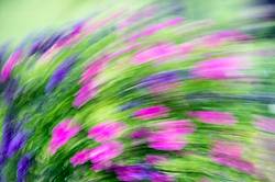 Colorful abstract flowers