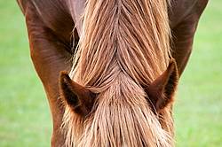 Close-up photo of horses ears, neck, mane and forelock