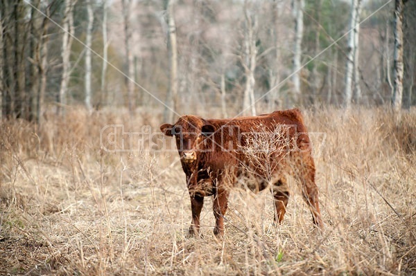 Yearling beef steer