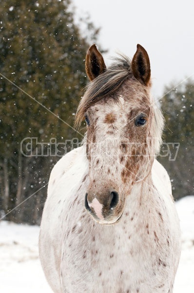 Portrait of an Appaloosa Horse