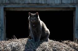 Gray Barn Cat