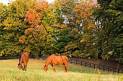 Two horses grazing on autumn pasture