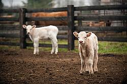 Two young Charolais beef calves