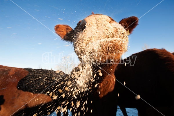 Beef Cow Eating oats