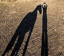 Shadow of person and horse