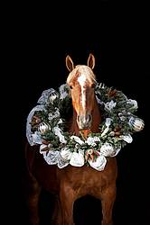 Belgian draft horse with a Christmas wreath over its head.