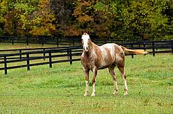 Portrait of Appaloosa horse standing in field