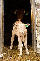 Baby beef calf standing in doorway