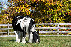 Gypsy Vanner horse