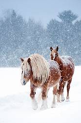 Photo of Belgian draft horses in the snow