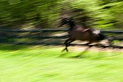 Thoroughbred horse galloping around his paddock