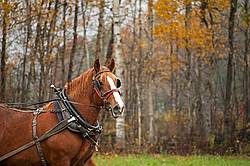 Portrait of a Belgian draft horse in harness