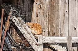 Orange barn cat sitting on wooden gate
