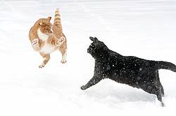 Two barn cats playing in the snow