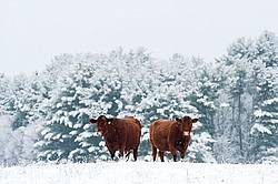 Two Beef Cows 