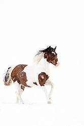 Paint horse galloping through deep snow during a snow storm
