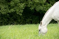 Portrait of gray horse grazing